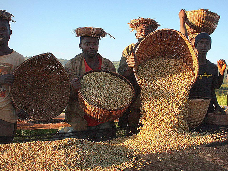 Burundi'de kadın kahve işçileri