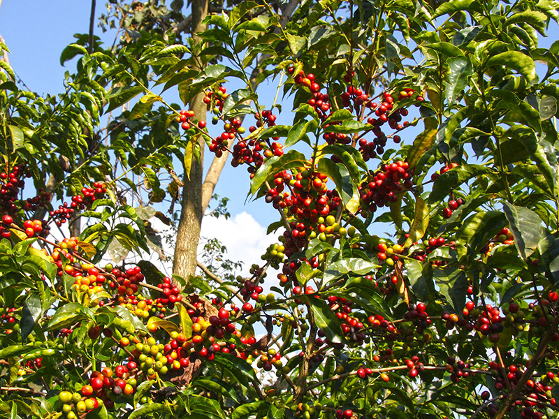 BeanOfme ETHIOPIA – Gigessa