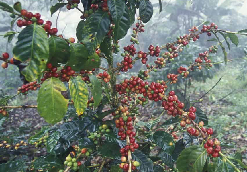 Honduras’da Kahve Üretimi