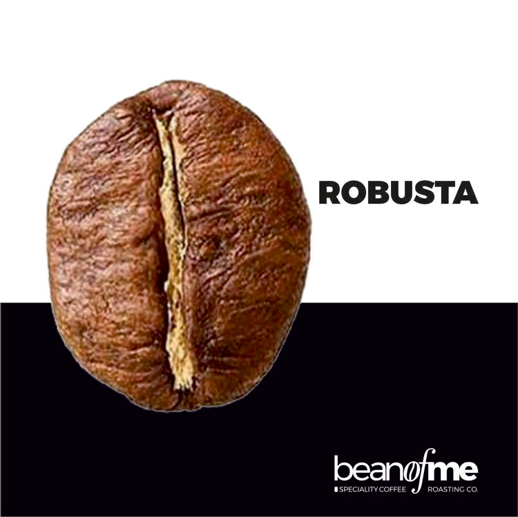 04ROBUSTA