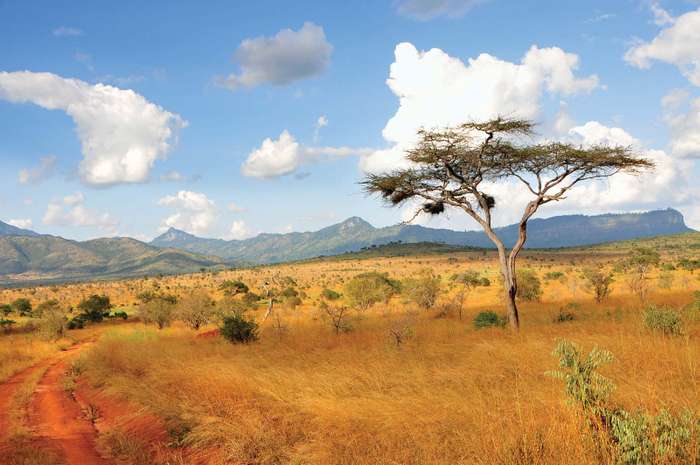 Baragwi - Kenya