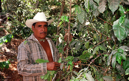 Meksika Veracruz Bölgesi kahve çiftliği