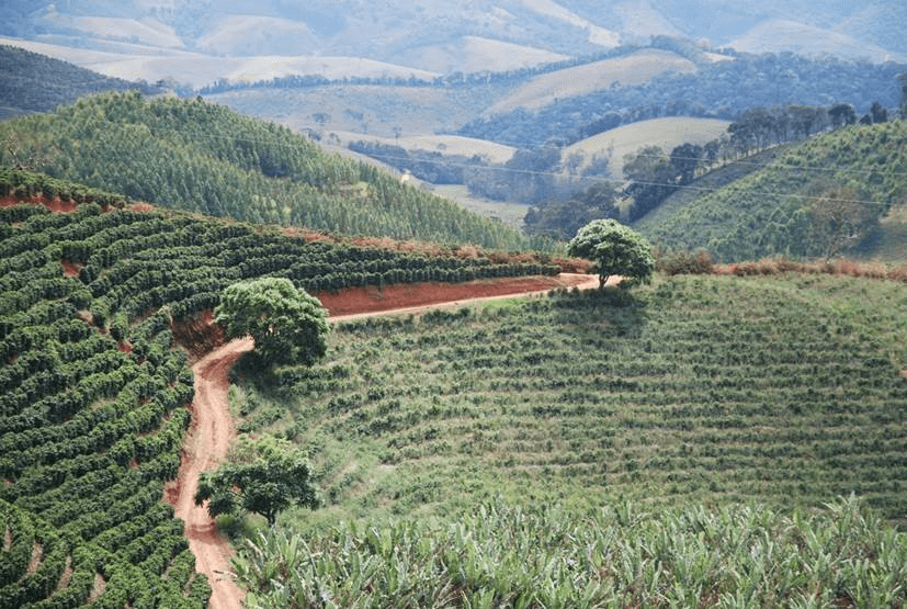 PNG'de kahve çiftliği