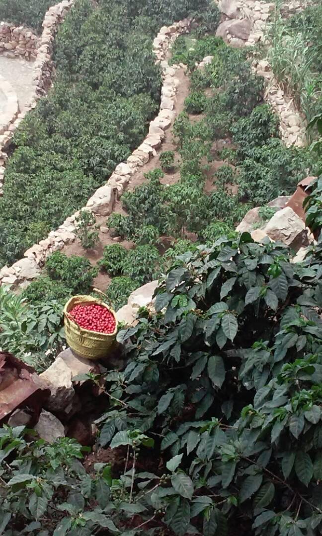 Yemen Kahve Çiftliği